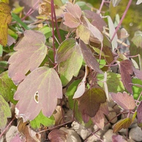 Thalictrum kiusianum